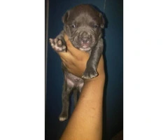 4 males and 1 female american bully pups