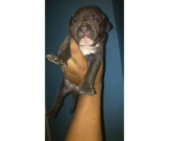 4 males and 1 female american bully pups