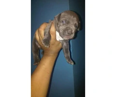 4 males and 1 female american bully pups