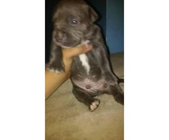 4 males and 1 female american bully pups