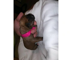 Boxer Puppies - 2M/3F available