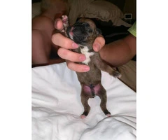 Boxer Puppies - 2M/3F available - 2