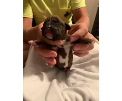 Boxer Puppies - 2M/3F available - 3