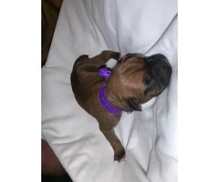 Boxer Puppies - 2M/3F available - 4