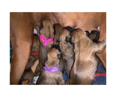 Boxer Puppies - 2M/3F available - 5