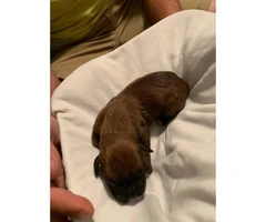 Boxer Puppies - 2M/3F available - 6