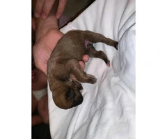 Boxer Puppies - 2M/3F available - 7