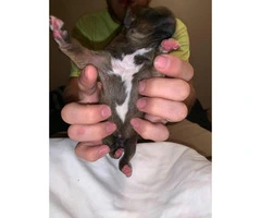 Boxer Puppies - 2M/3F available - 8