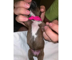 Boxer Puppies - 2M/3F available - 9