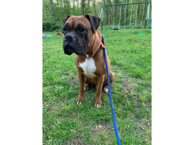 Boxer Puppies 2M/3F available in Ashland, Kentucky