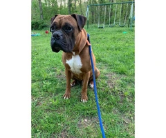 Boxer Puppies - 2M/3F available - 10