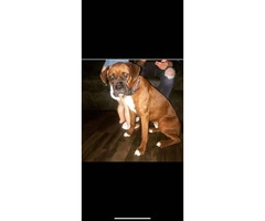 Boxer Puppies - 2M/3F available - 11