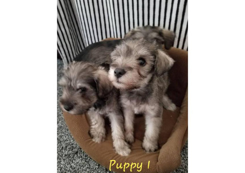 2 Schnauzer Male puppies
