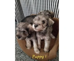 2 Schnauzer Male puppies
