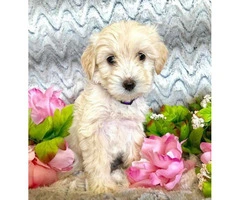3 Gorgeous purebred puppies left