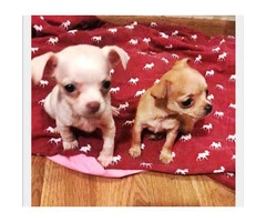 Two female chihuahuas (teacup size)