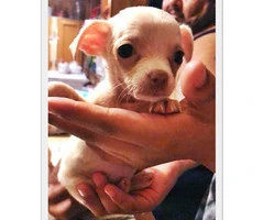 Two female chihuahuas (teacup size) - 2