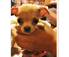 Two female chihuahuas (teacup size) - 3