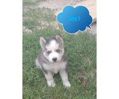 4 Husky Puppies Available