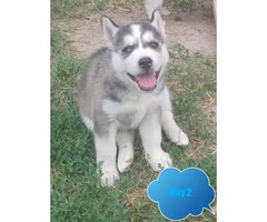 4 Husky Puppies Available - 2
