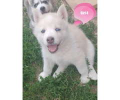 4 Husky Puppies Available - 4