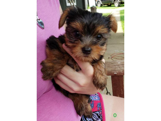male yorkie for sale near me