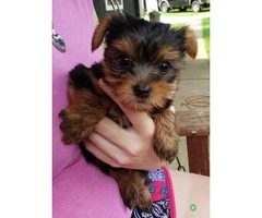 AKC Male Yorkie Puppies for Sale - 1