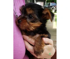 AKC Male Yorkie Puppies for Sale - 2