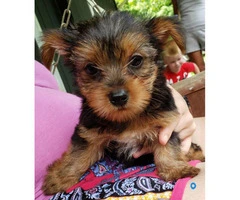 AKC Male Yorkie Puppies for Sale - 3