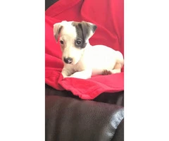 Sweet Purebred Jack Russel terrier puppy - 1
