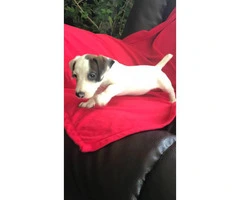 Sweet Purebred Jack Russel terrier puppy - 2