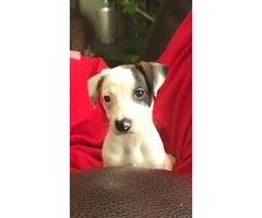 Sweet Purebred Jack Russel terrier puppy - 3