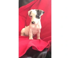 Sweet Purebred Jack Russel terrier puppy - 4
