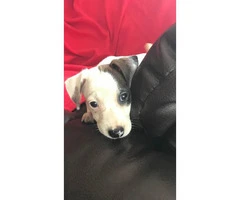 Sweet Purebred Jack Russel terrier puppy - 5