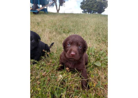 Family raised Lab puppies