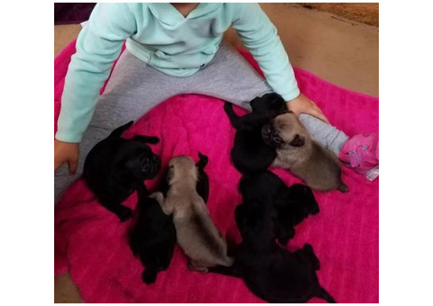 3 CKC Pug Puppies available