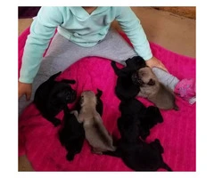 3 CKC Pug Puppies available - 1