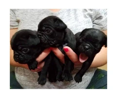 3 CKC Pug Puppies available - 3