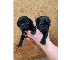 3 CKC Pug Puppies available - 4