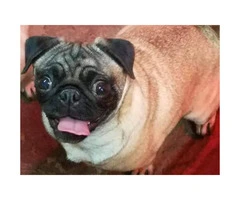 3 CKC Pug Puppies available - 5