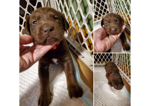 2 females Lab puppies available