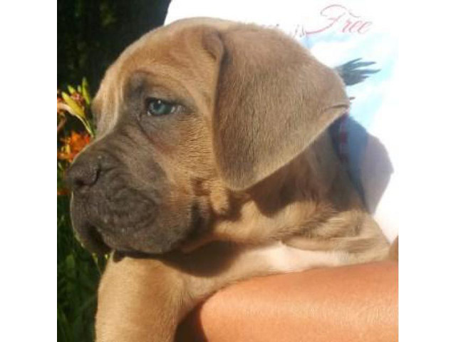Cane Corso Puppies in , Ohio - Puppies for Sale Near Me