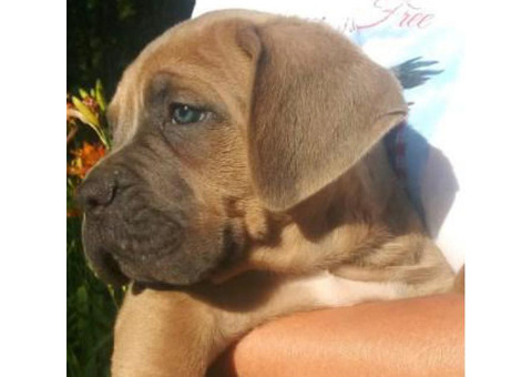 5 Males and 1 blue Female Cane Corso Pups for Sale in San Fernando