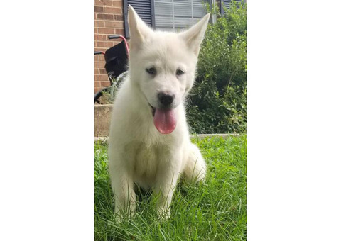 6 Alaskan Malamute Puppies