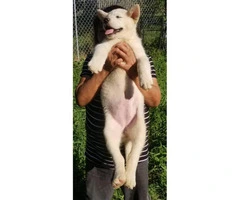 6 Alaskan Malamute Puppies - 5