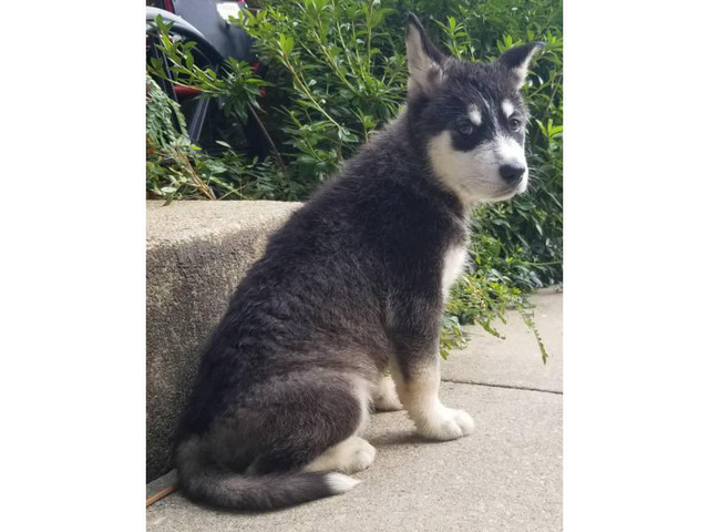 6 Alaskan Malamute Puppies in , Maryland - Puppies for ...