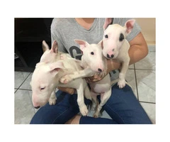 Purebred Bull terrier puppies 8 weeks old