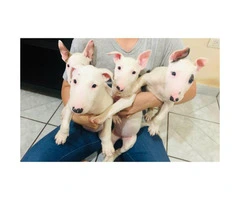 Purebred Bull terrier puppies 8 weeks old - 2