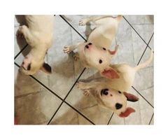 Purebred Bull terrier puppies 8 weeks old - 3
