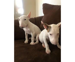 Purebred Bull terrier puppies 8 weeks old - 4